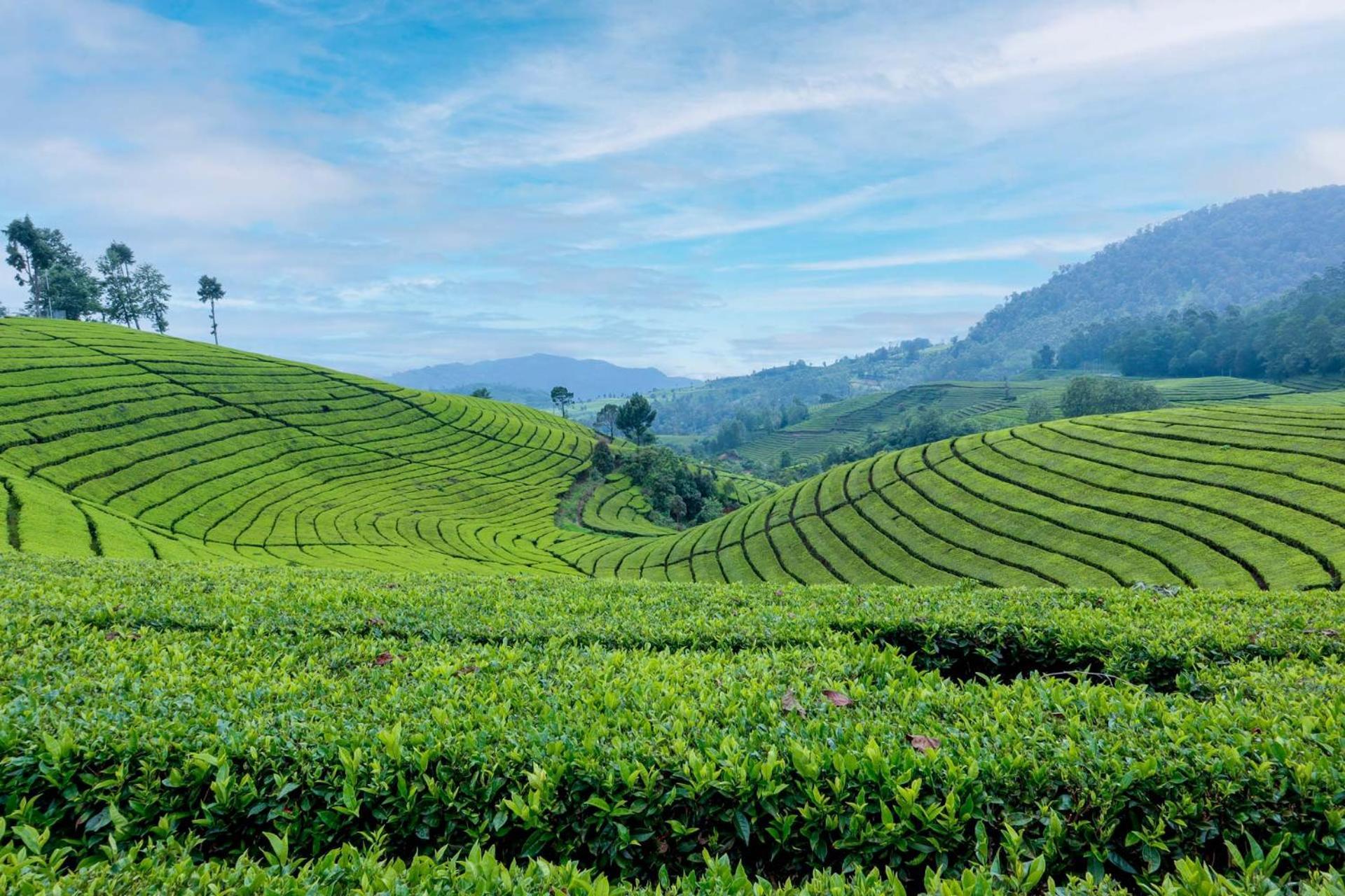 Arya Treetops And Tea Trails By Veo - Part Of Stayvista Darjeeling  Luaran gambar